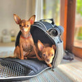 Vanilly pet backpack